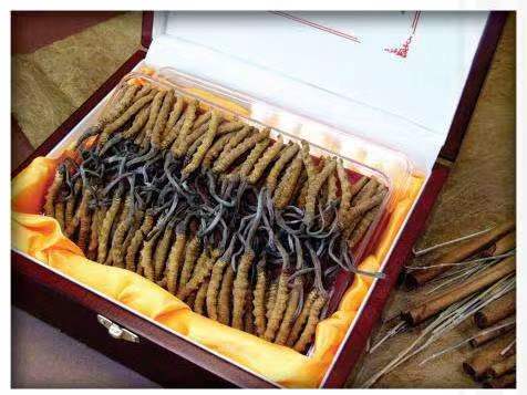 海口冬虫夏草回收